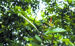 【在线品鉴】叹南海名茶|西樵山云雾茶